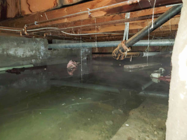 Best Water damage restoration process  in Detroit Lakes, MN