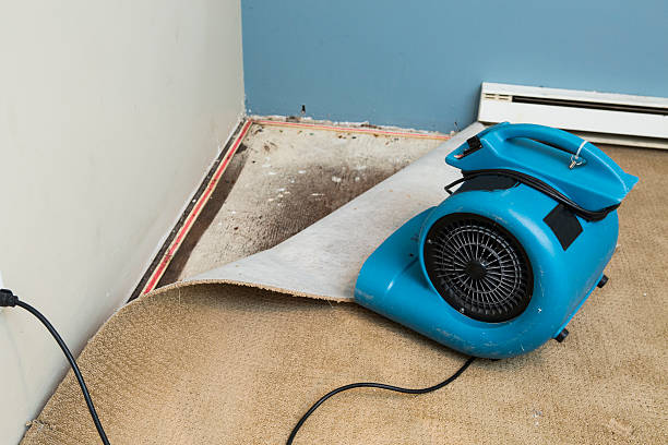 Best Professional water damage repair  in Detroit Lakes, MN